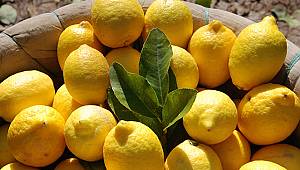 Limon dalında kaldı