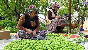 Bu yıl erik fiyatı ne kadar olacak?